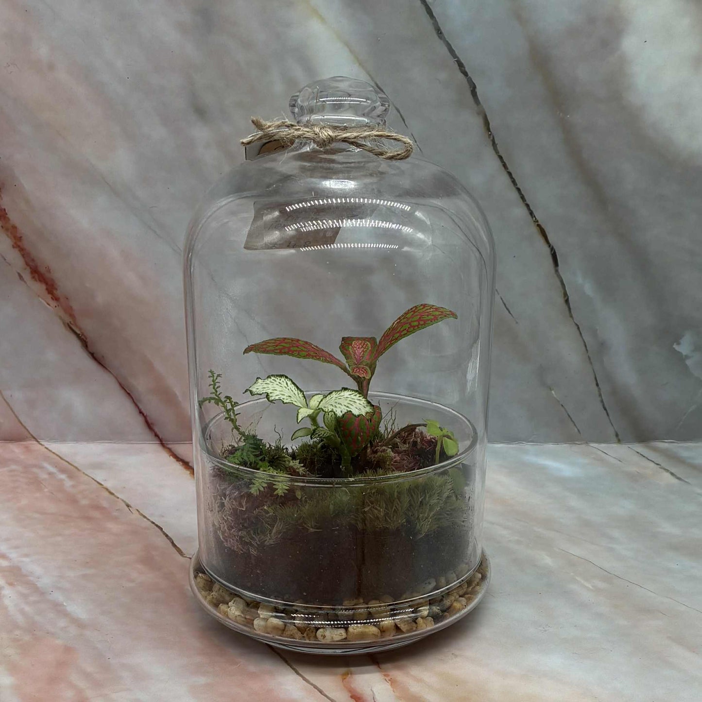 Self Sustaining Terrariums | Various Sizes