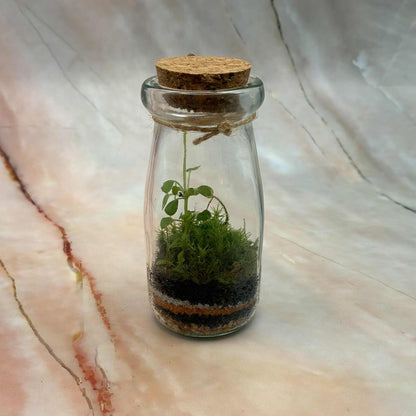Self Sustaining Terrariums | Various Sizes