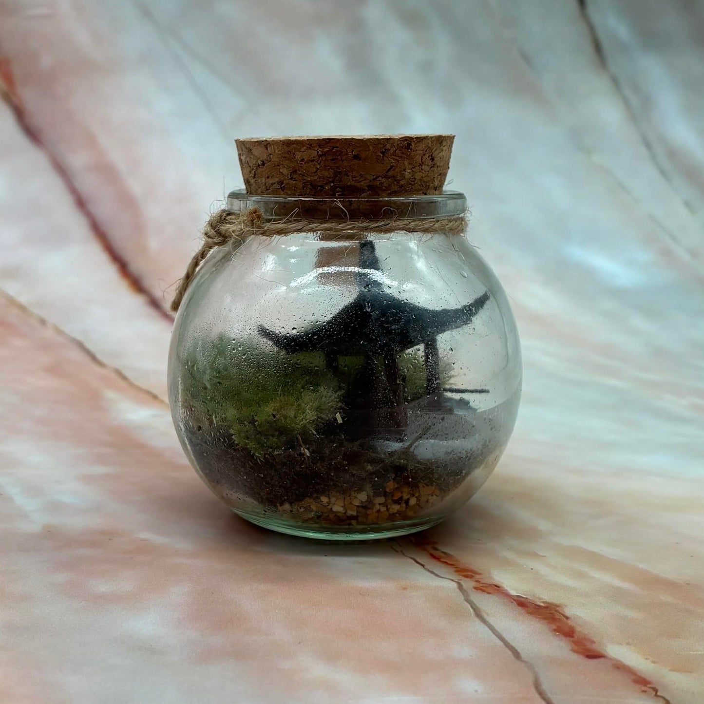 Self Sustaining Terrariums | Various Sizes