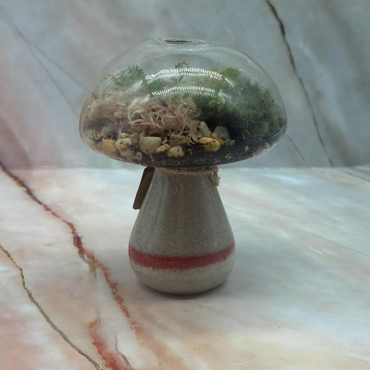 Self Sustaining Terrariums | Various Sizes