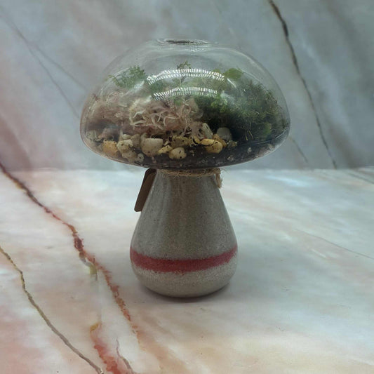 Self Sustaining Terrariums | Various Sizes