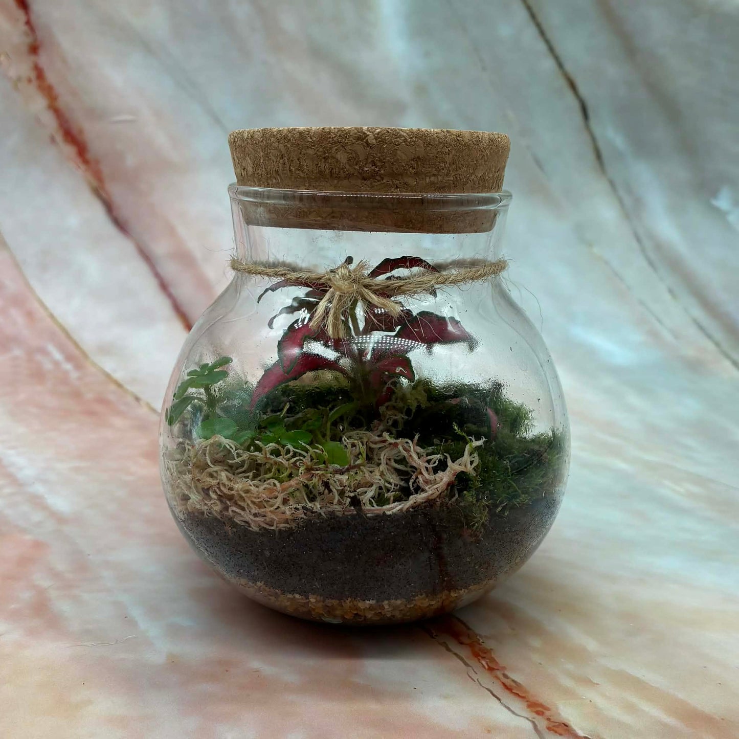 Self Sustaining Terrariums | Various Sizes