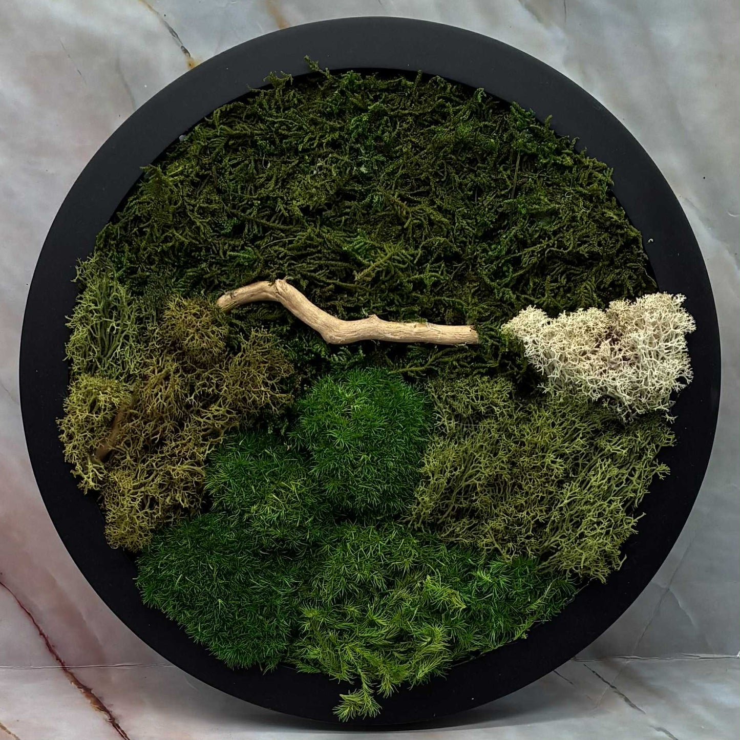 Self Sustaining Terrariums | Various Sizes