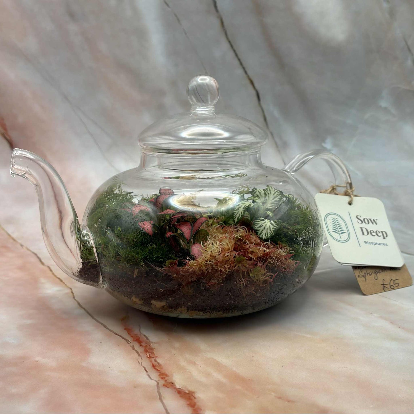 Self Sustaining Terrariums | Various Sizes
