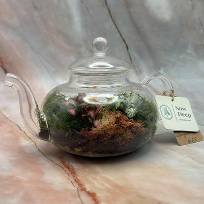 Self Sustaining Terrariums | Various Sizes
