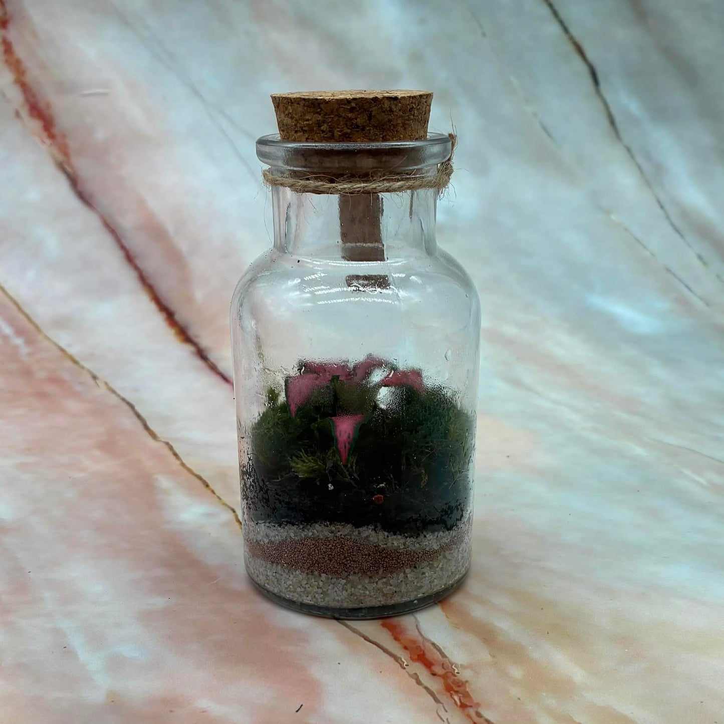 Self Sustaining Terrariums | Various Sizes