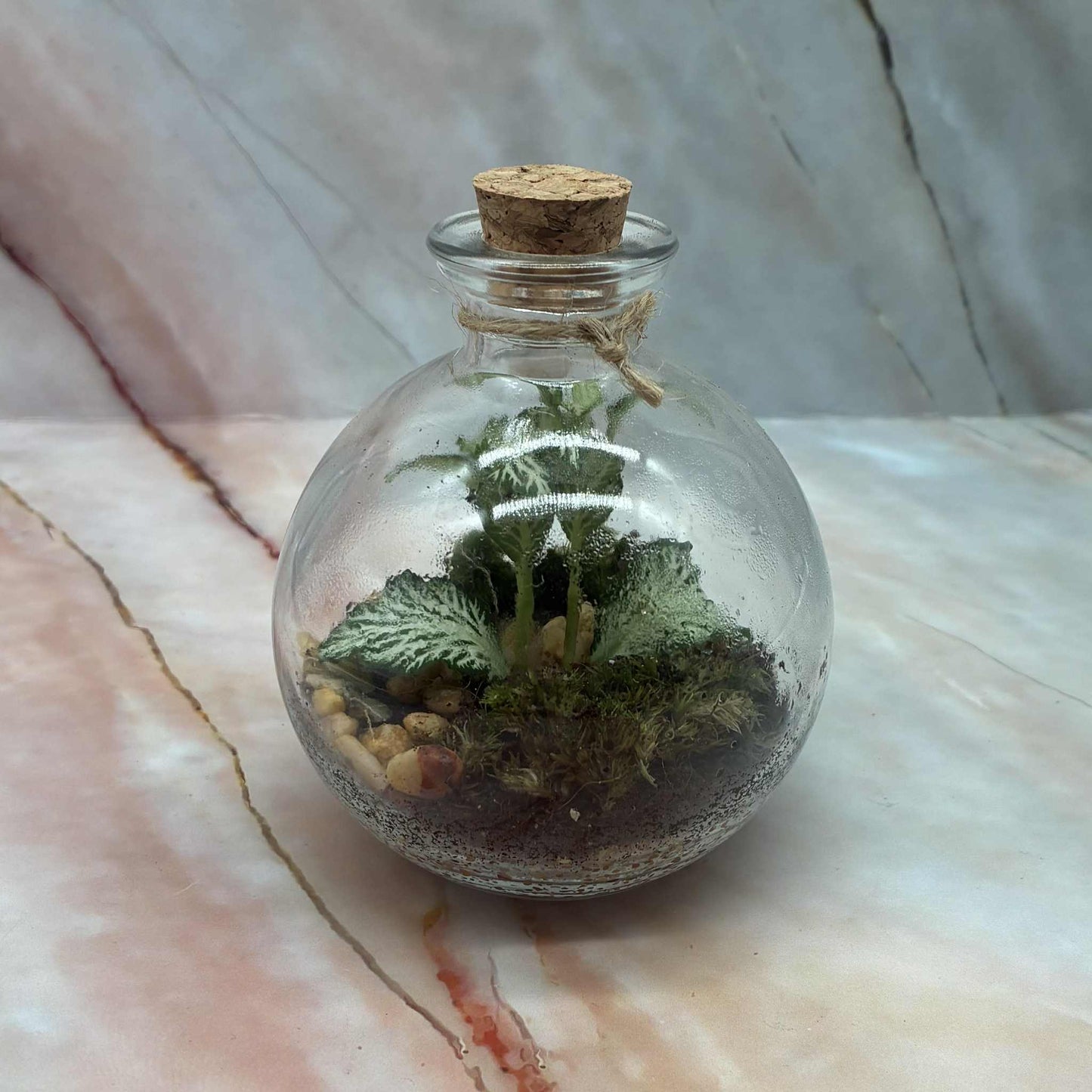 Self Sustaining Terrariums | Various Sizes