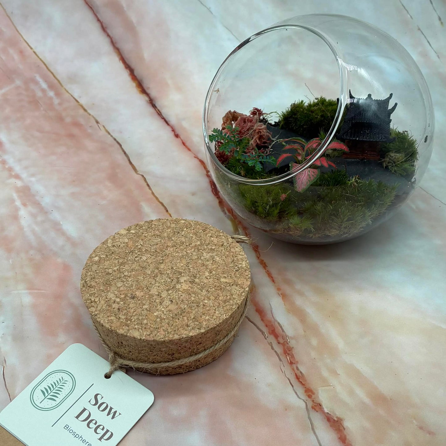 Self Sustaining Terrariums | Various Sizes