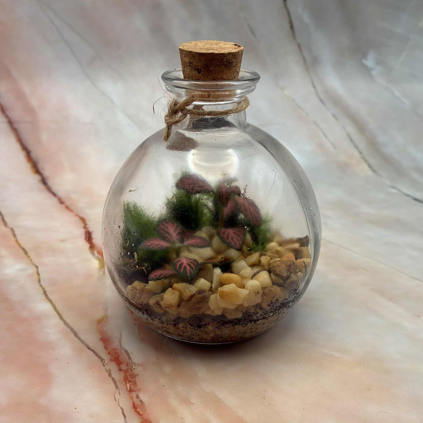 Self Sustaining Terrariums | Various Sizes