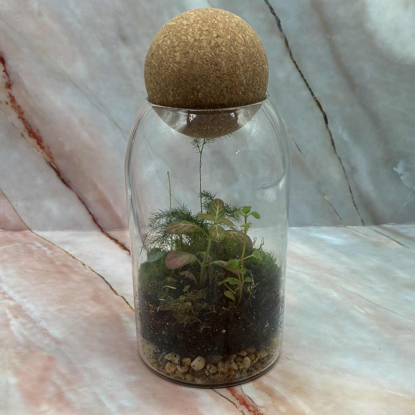 Self Sustaining Terrariums | Various Sizes