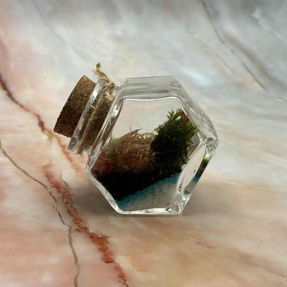 Self Sustaining Terrariums | Various Sizes