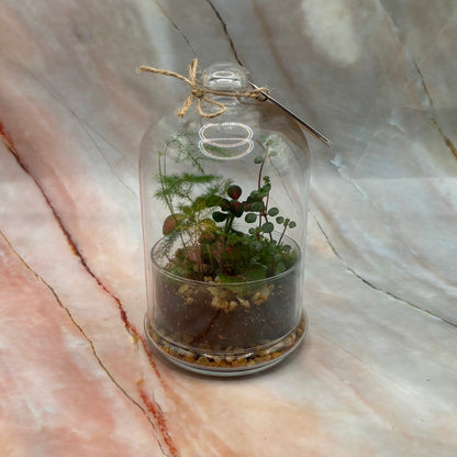 Self Sustaining Terrariums | Various Sizes