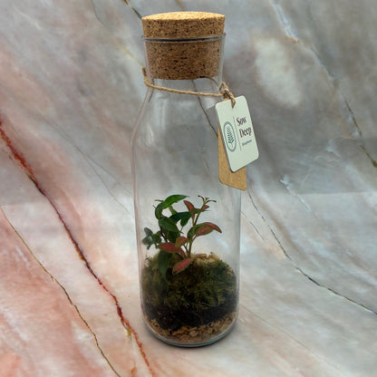 Self Sustaining Terrariums | Various Sizes