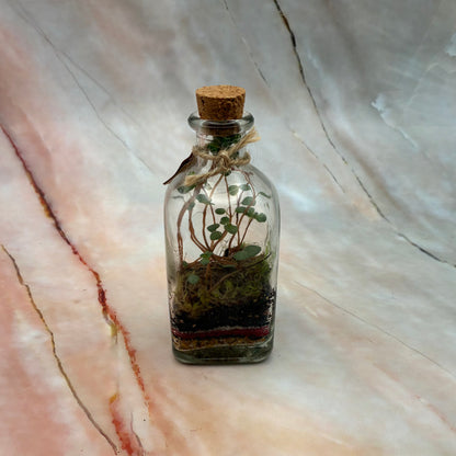 Self Sustaining Terrariums | Various Sizes