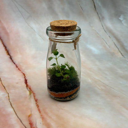 Self Sustaining Terrariums | Various Sizes