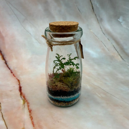 Self Sustaining Terrariums | Various Sizes