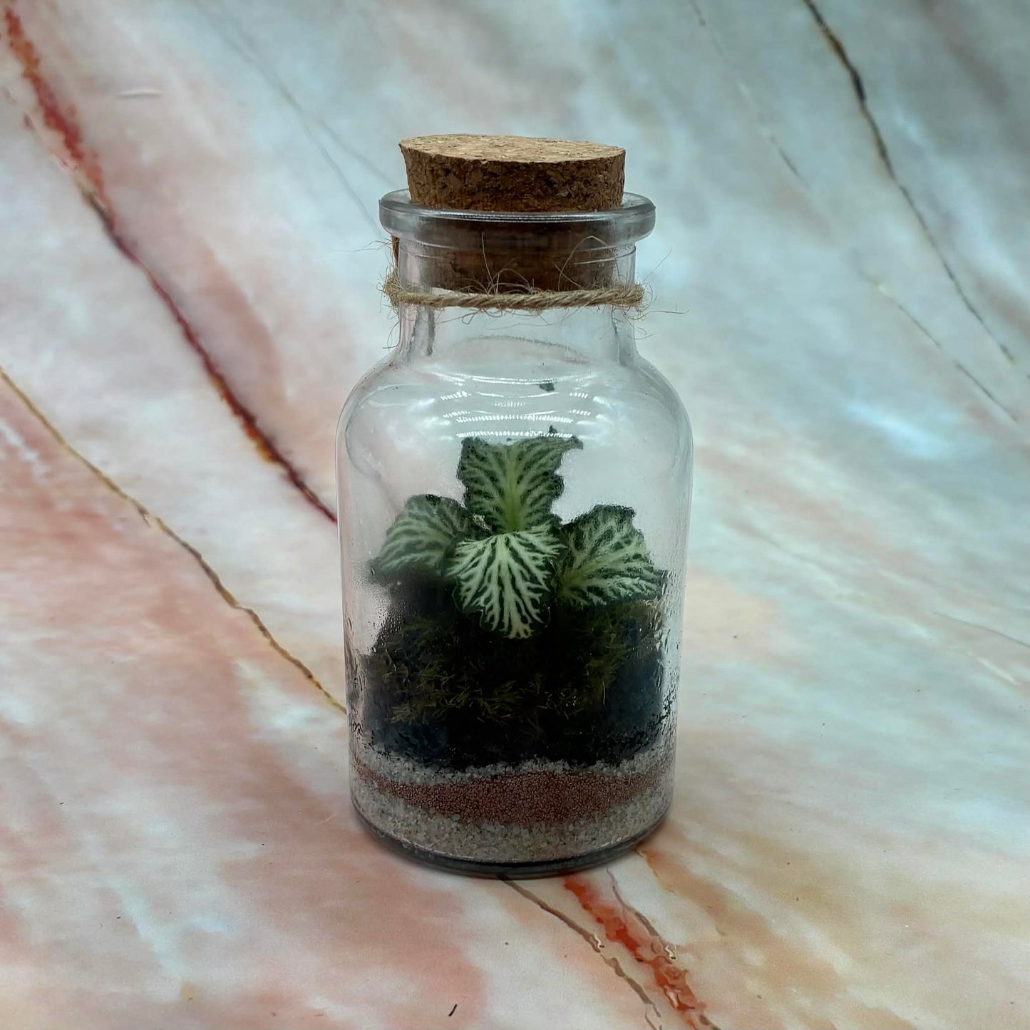 Self Sustaining Terrariums | Various Sizes