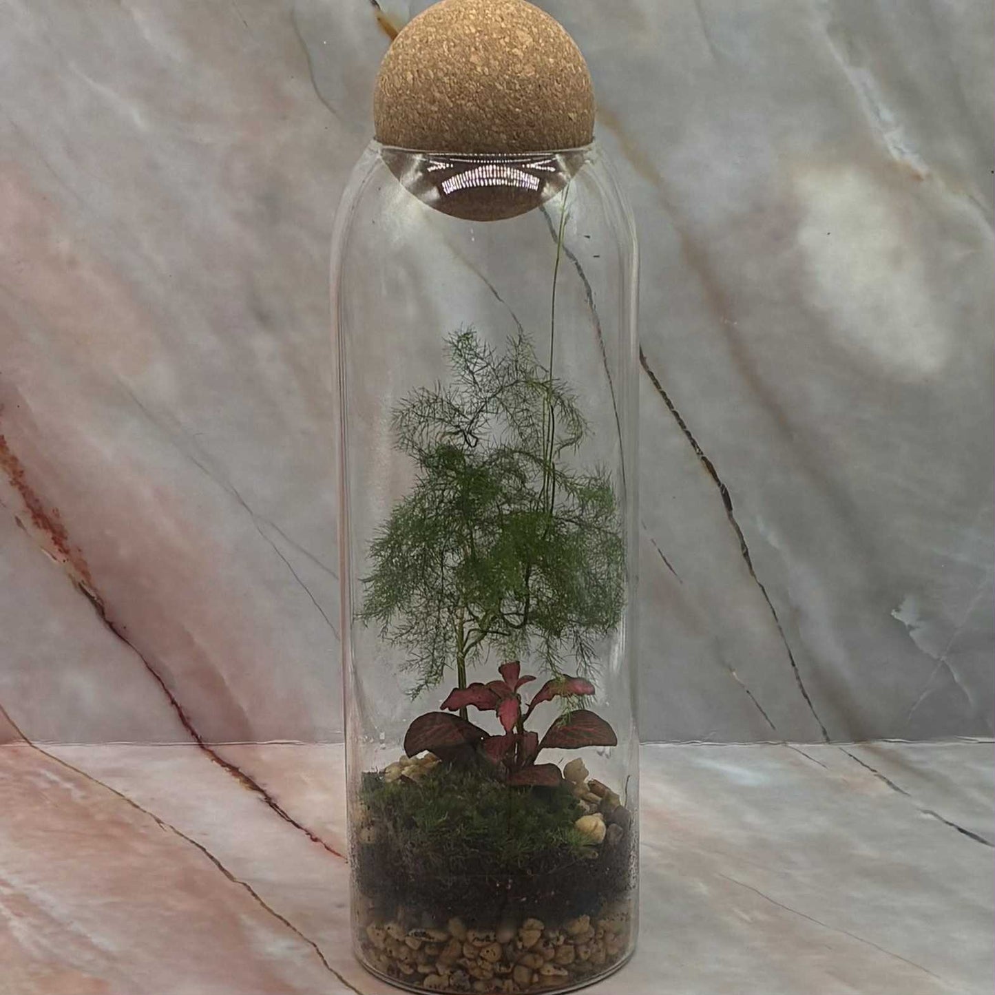 Self Sustaining Terrariums | Various Sizes