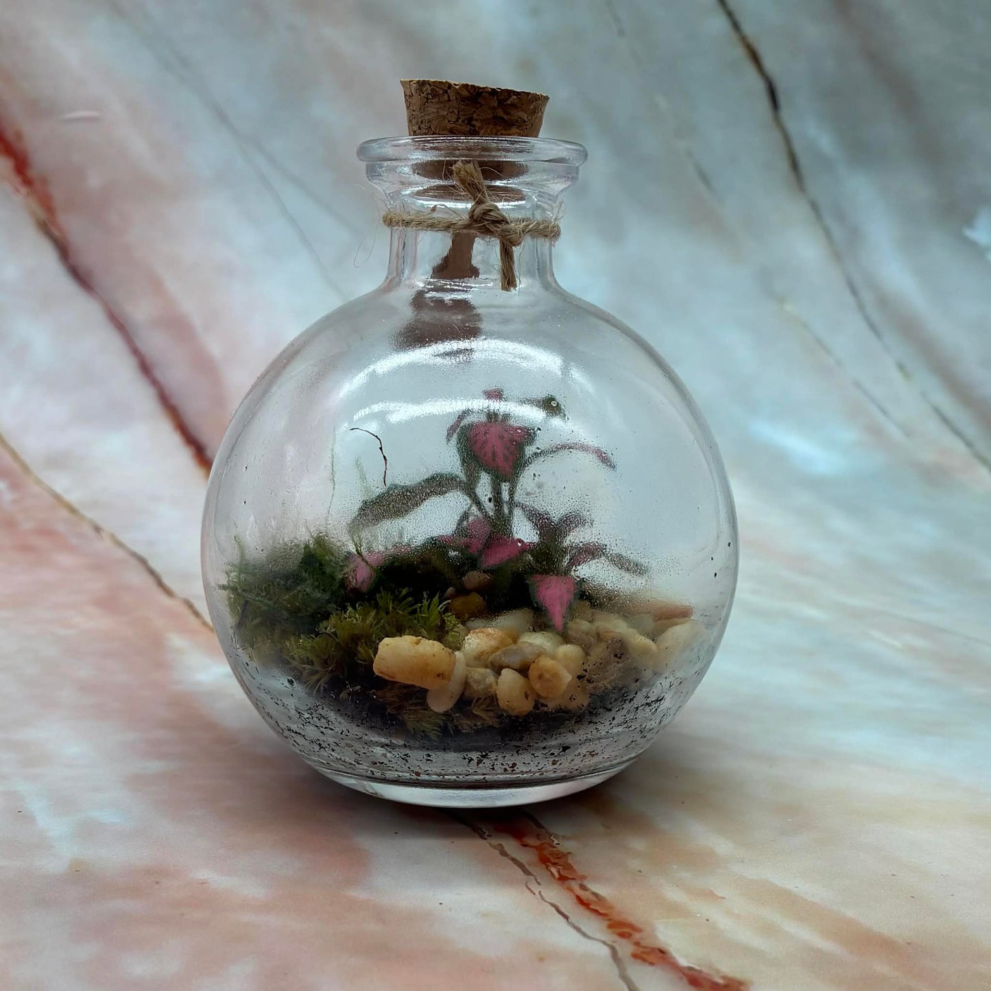 Self Sustaining Terrariums | Various Sizes