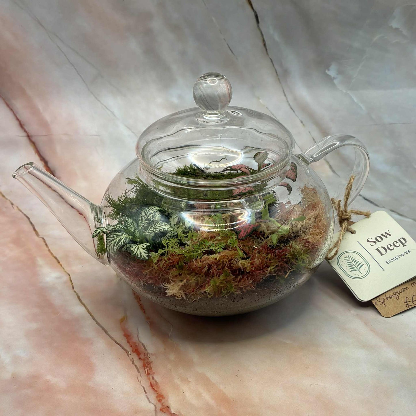 Self Sustaining Terrariums | Various Sizes