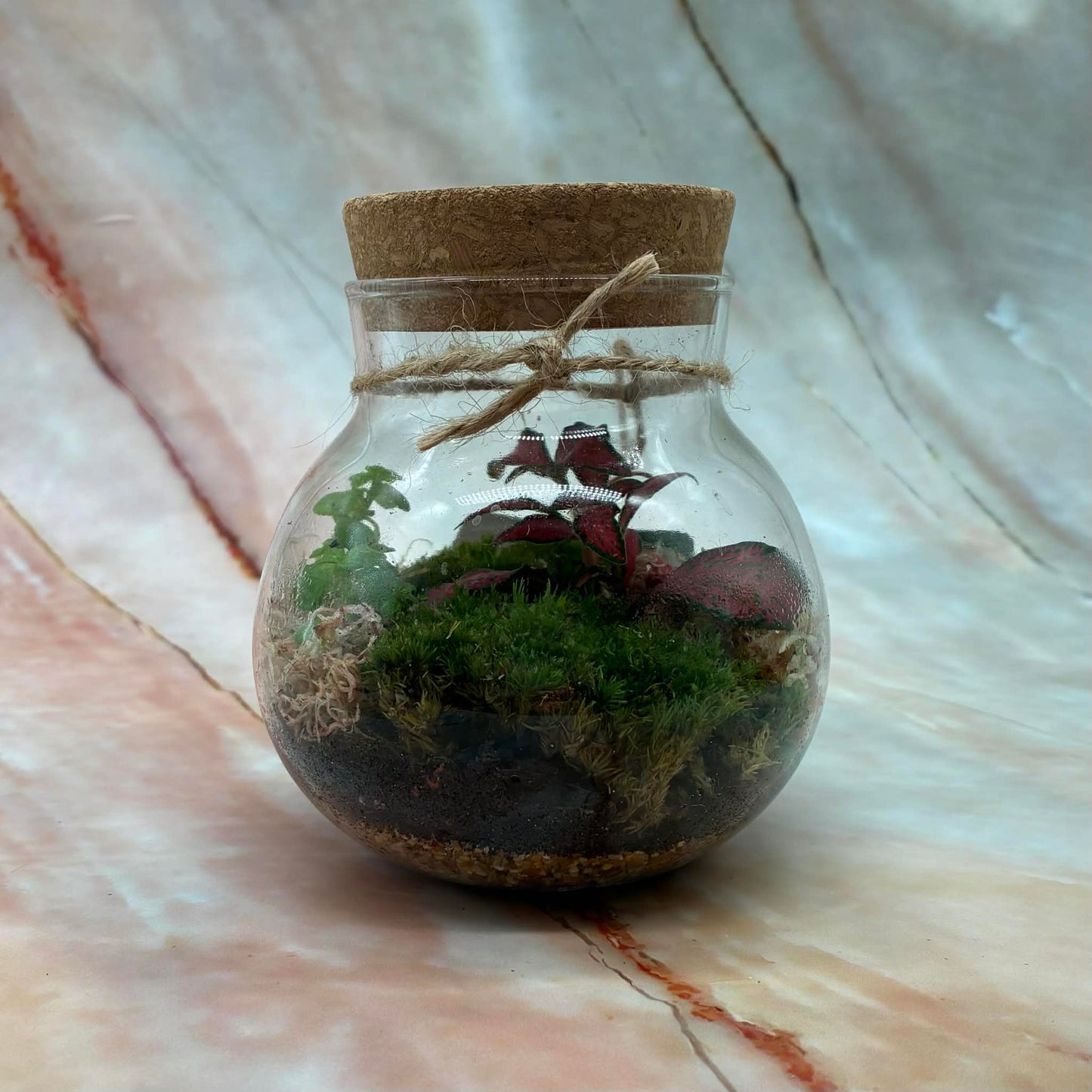 Self Sustaining Terrariums | Various Sizes