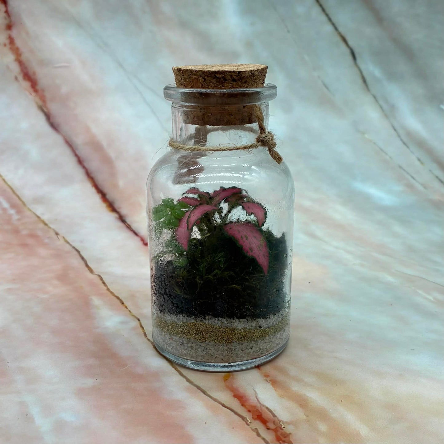 Self Sustaining Terrariums | Various Sizes