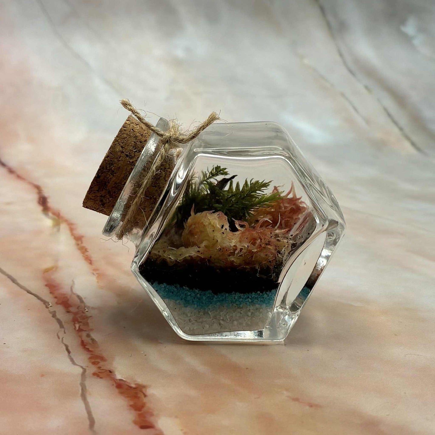 Self Sustaining Terrariums | Various Sizes