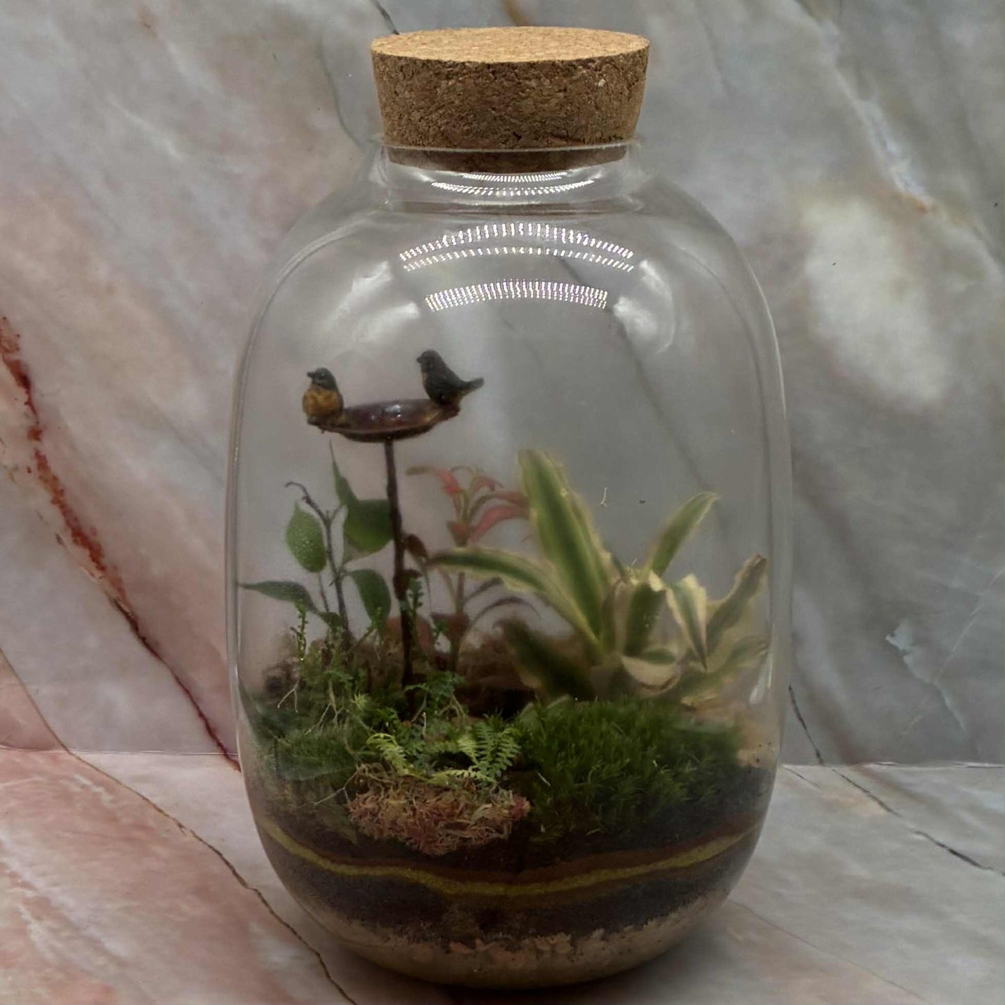 Self Sustaining Terrariums | Various Sizes