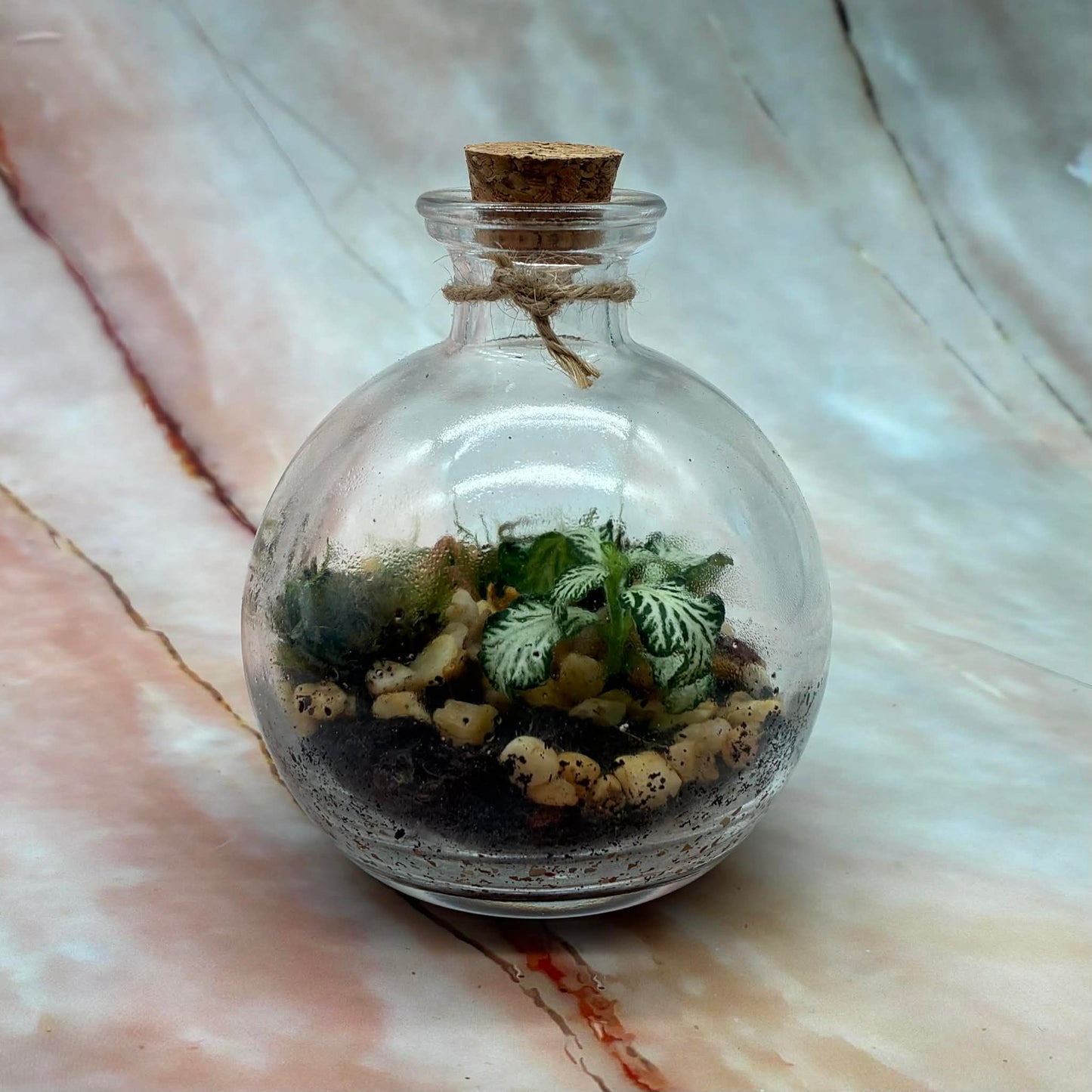 Self Sustaining Terrariums | Various Sizes