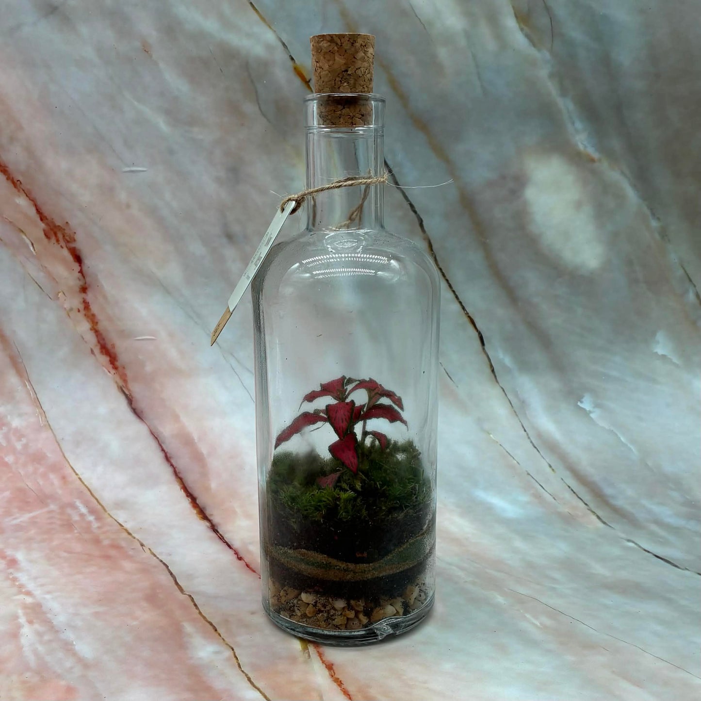Self Sustaining Terrariums | Various Sizes